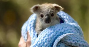 Este es el primer koala bebé que ha nacido tras los incendios de Australia