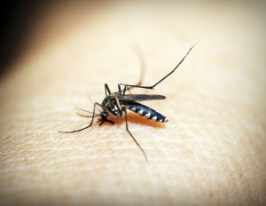 Un verano «complicado» por la mayor presencia del mosquito tigre