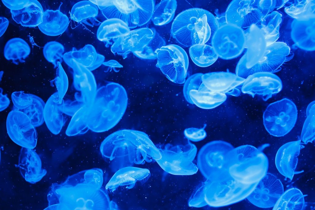 medusas playa