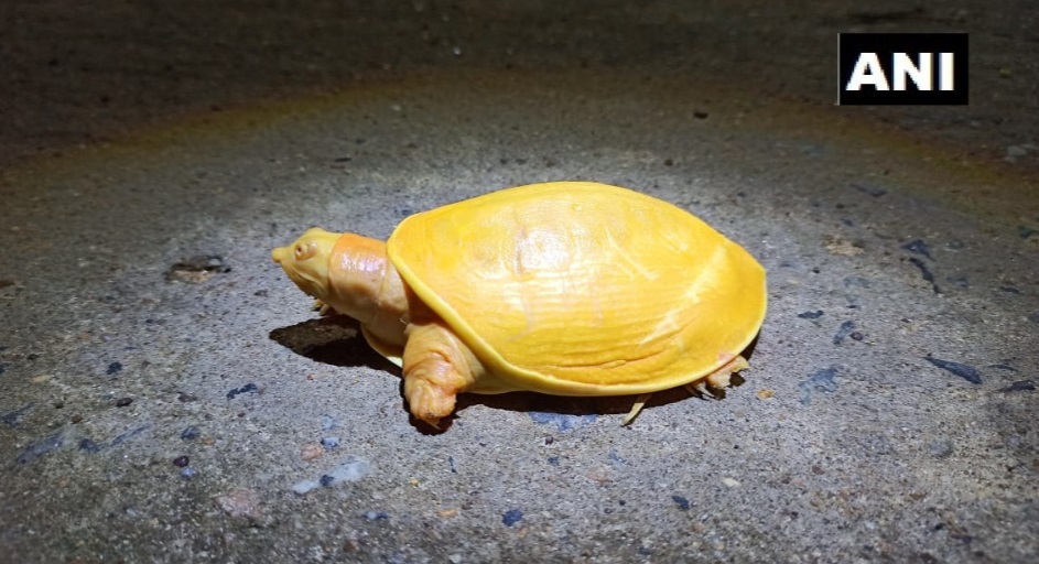 tortuga amarilla 2
