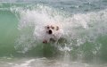 mascotas-perro-agua-mar