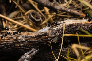 Cinco formas de acabar con las hormigas en casa