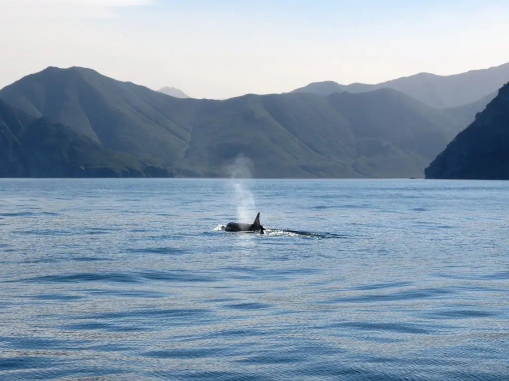 orcas-ataques-barcos