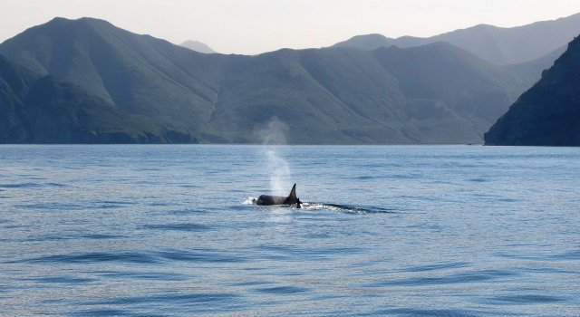 orcas-ataques-barcos