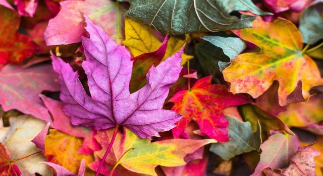 otoño