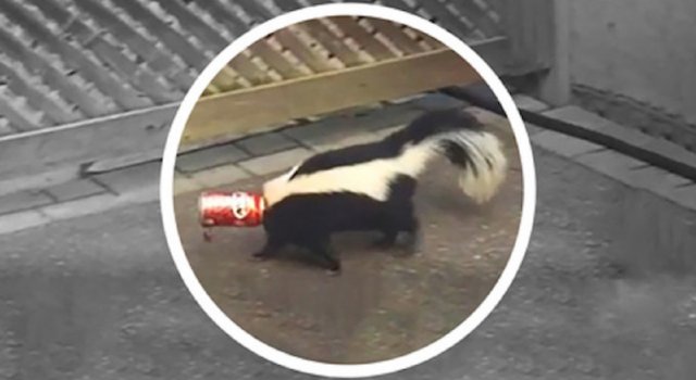Mofeta con la cabeza atrapada por una lata de refresco