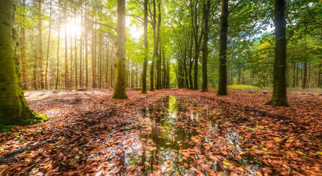 LLuvia otoño