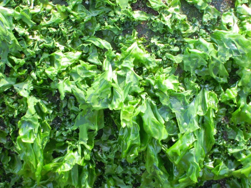 algas-marinas-superalimento-beneficios