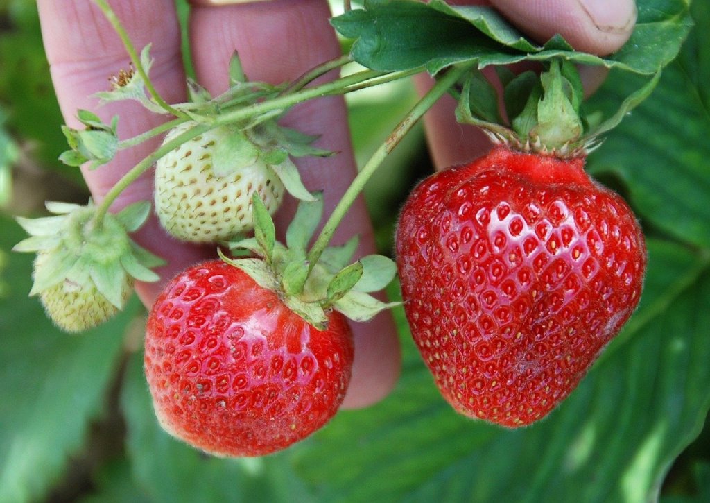 fresas-calidad-aire-contaminacion-vigilantes-aire