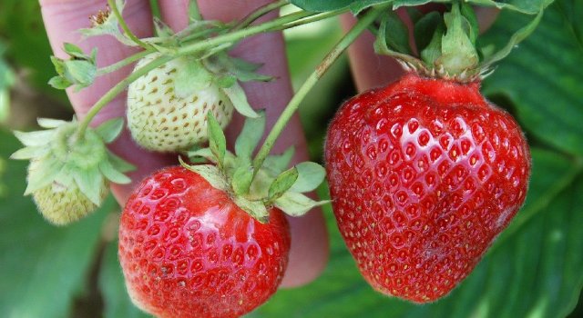 fresas-calidad-aire-contaminacion-vigilantes-aire