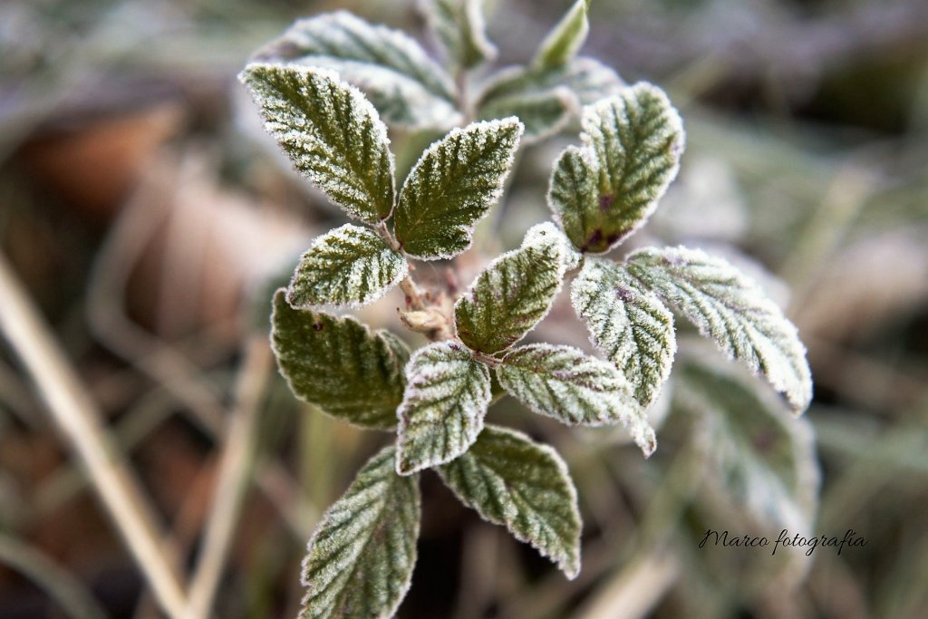 heladas españa plantas