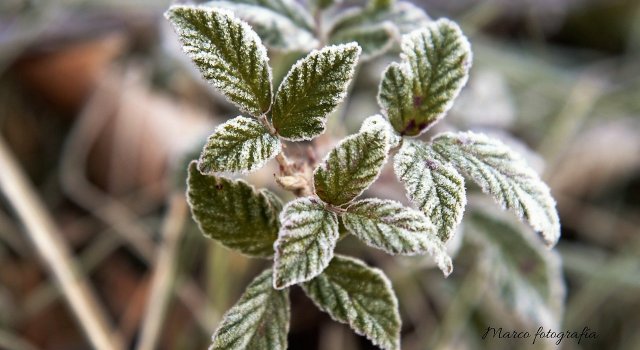 heladas españa plantas
