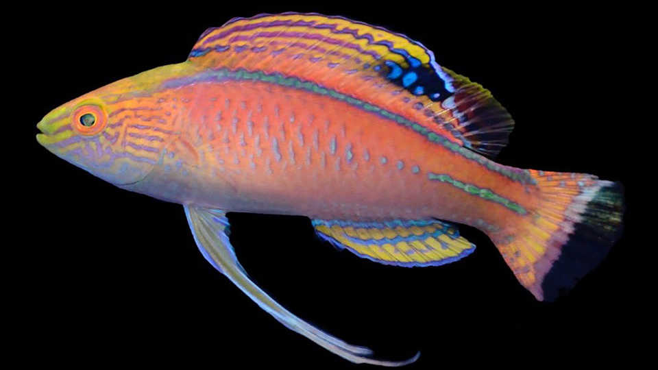 nuevas-especies-2020