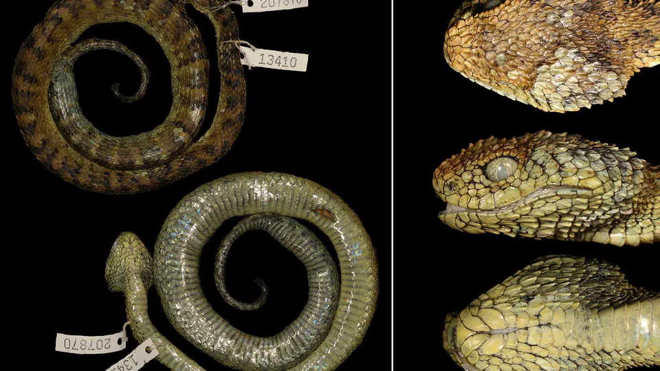 nuevas-especies-2020-serpiente