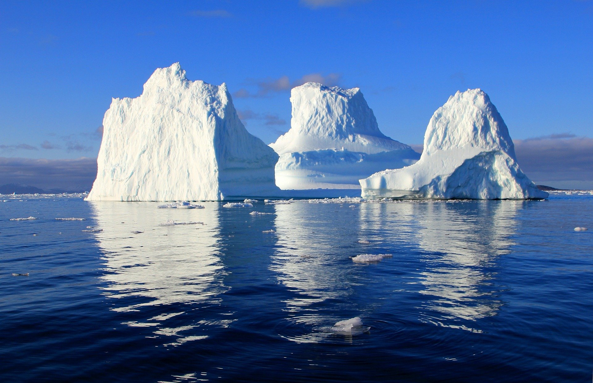 A la deriva: la morsa que se quedó dormida en un iceberg y ahora