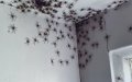 aranas-plagas-australia-insectos
