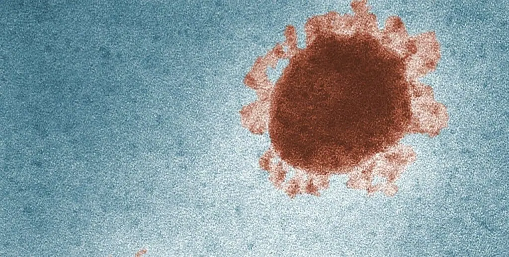coronavirus-tamaño-dimensiones