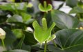 plantas que absorben CO2