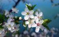 floracion-flores-arboles-primavera-adelanto (2)
