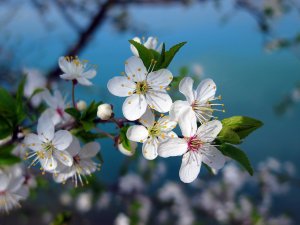 floracion-flores-arboles-primavera-adelanto (2)