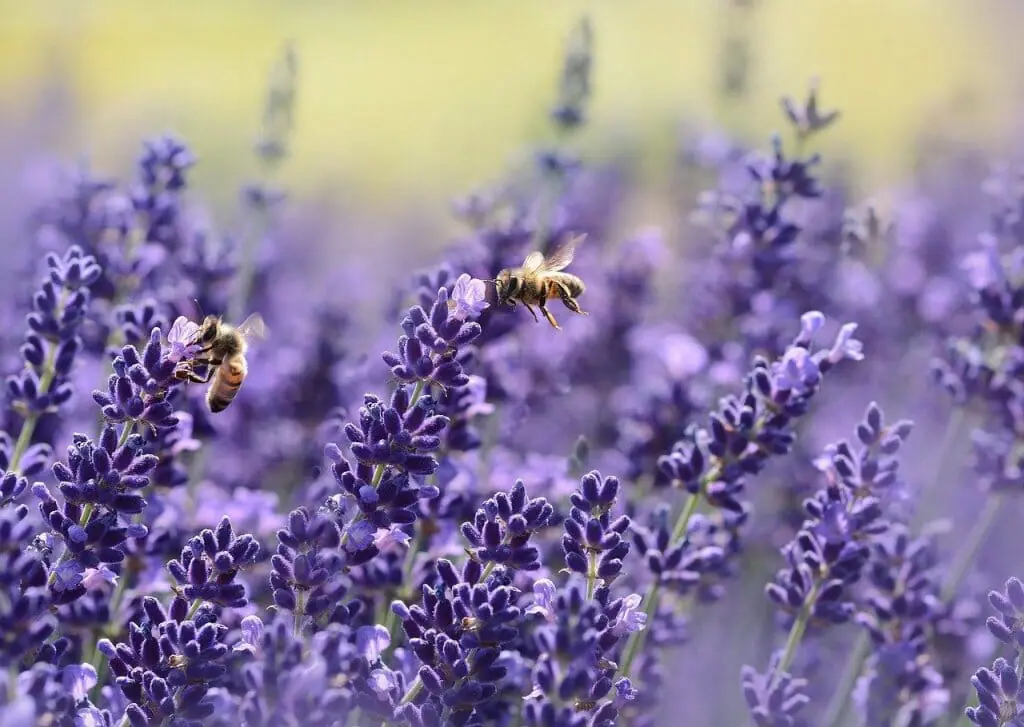 olor-flores-aroma-abejas-1