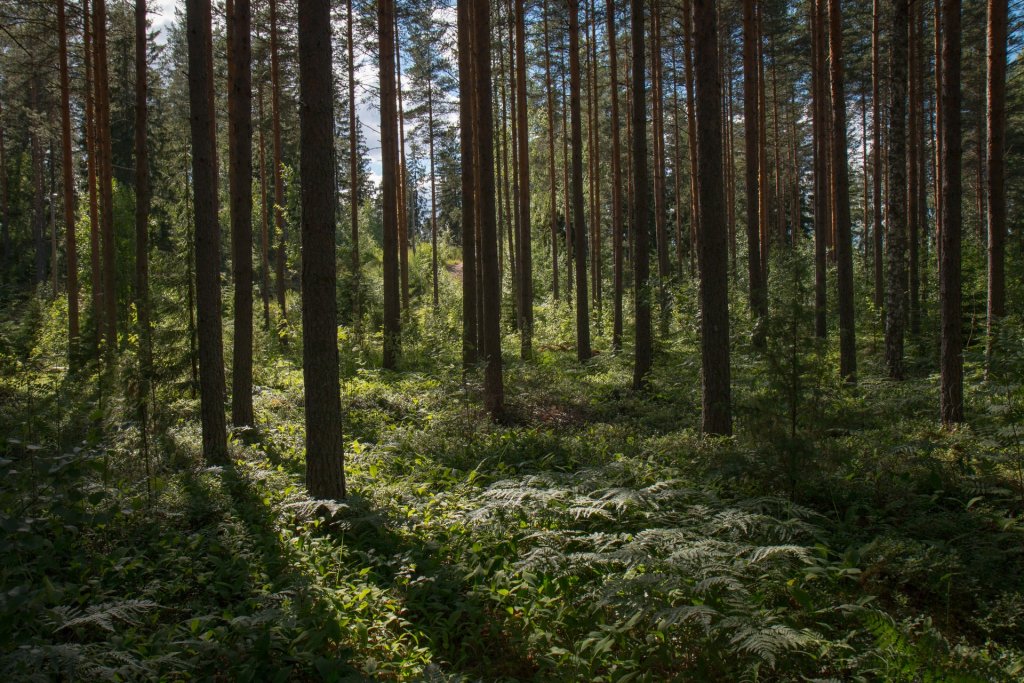 españa cada vez mas verde bosques masa forestal