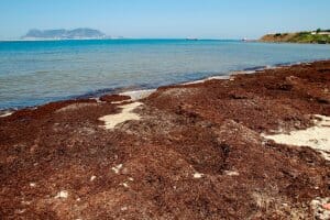 Crece la alerta por la expansión de esta alga tóxica en las playas de España