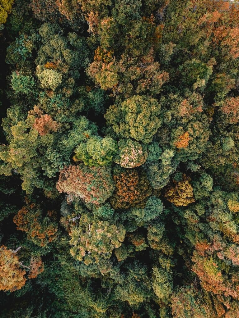 bosque día del libro