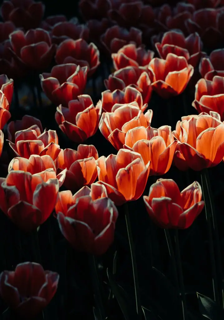 Jardín de tulipanes