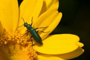 Los 10 insectos más venenosos del mundo