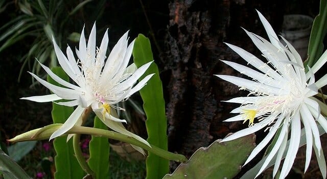 flor-cara-mundo