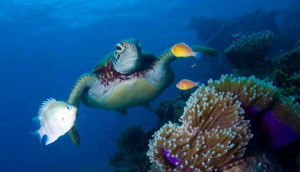 Tortugas marinas Asia