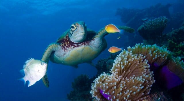 Las tortugas marinas son capaces de nadar miles de kilómetros en sus migraciones.