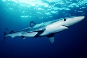 Las 10 especies de tiburón más frecuentes en el Mediterráneo