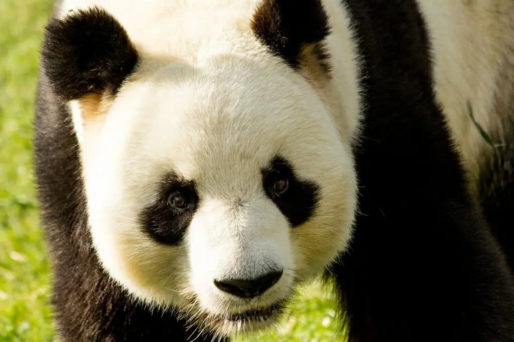 oso-panda-peligro-extincion-recuperacion (1)