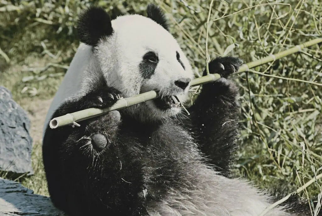 oso-panda-peligro-extincion-recuperacion (2)
