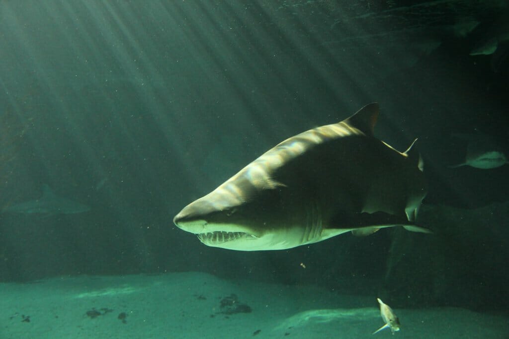 especies de tiburón