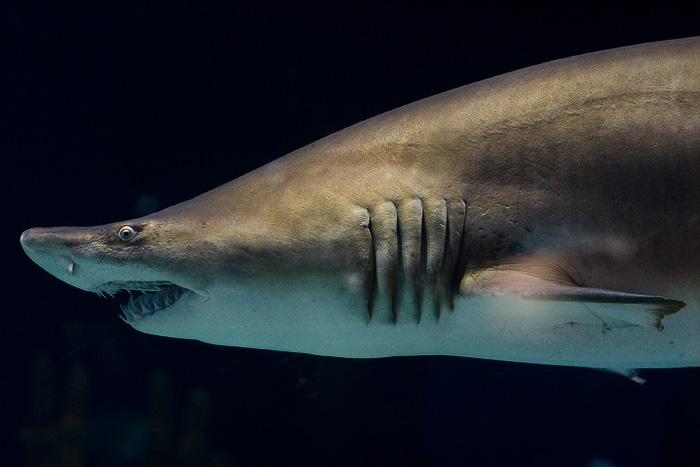 especies de tiburón