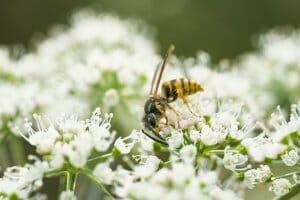 Consejos para evitar y curar las picaduras de abejas o avispas