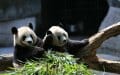 osos panda extincion china