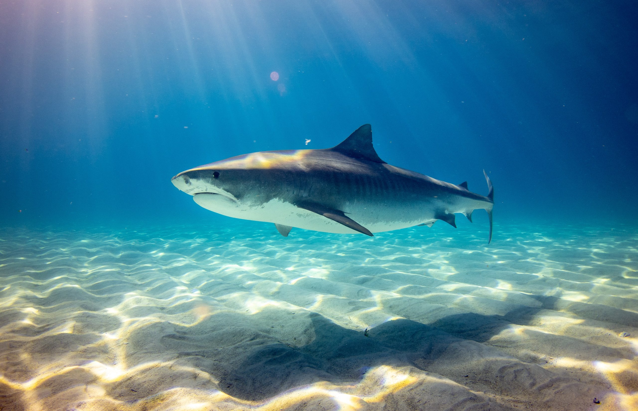 tiburones-en-el-mediterraneo