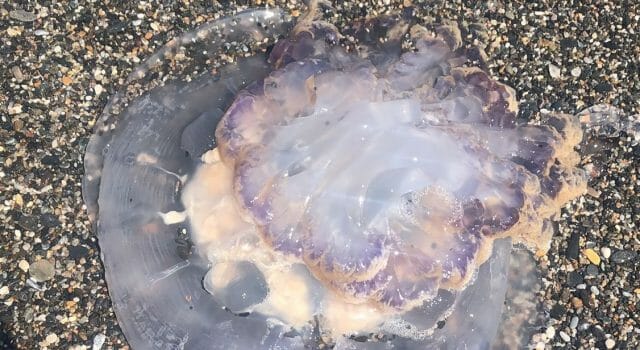 medusas-gigantes-espana-andalucia