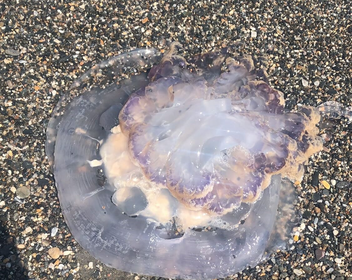 medusas-gigantes-espana-andalucia