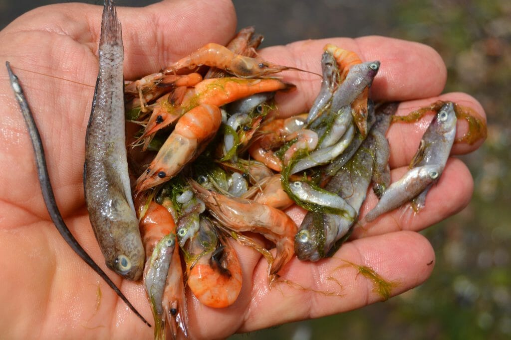 peces-muertos-mar-menor