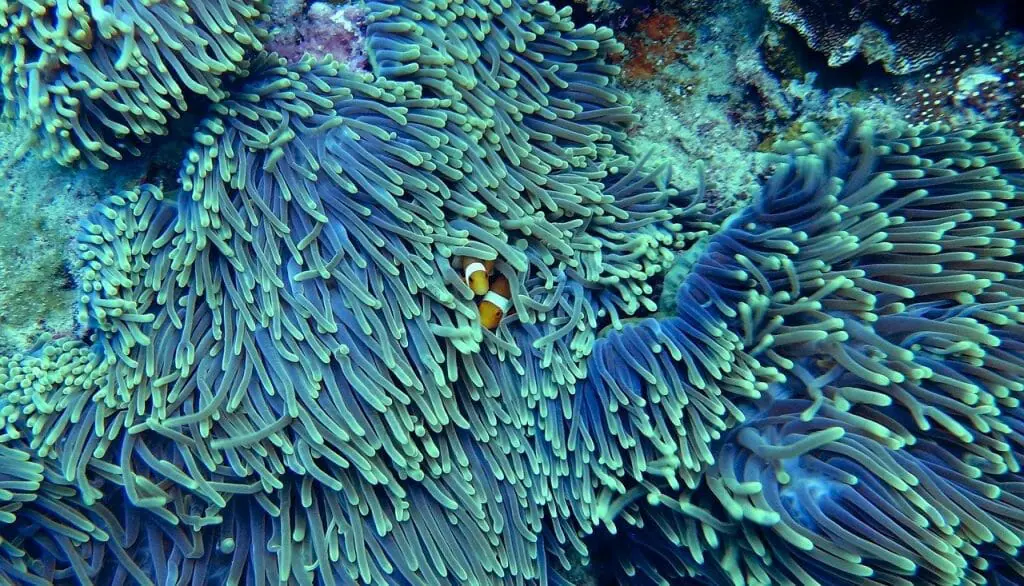 Loca corales serán los ecosistemas más perjudicados por el calentamiento global. 