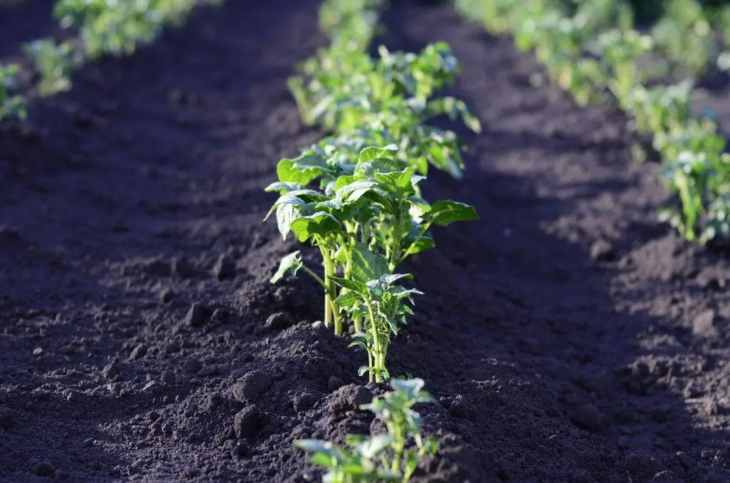 sembrar-septiembre-cultivo-hortalizas (1)
