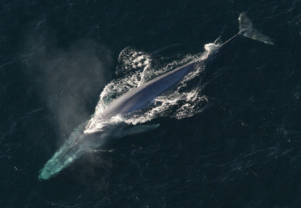 ballenas-azules-espana-galicia