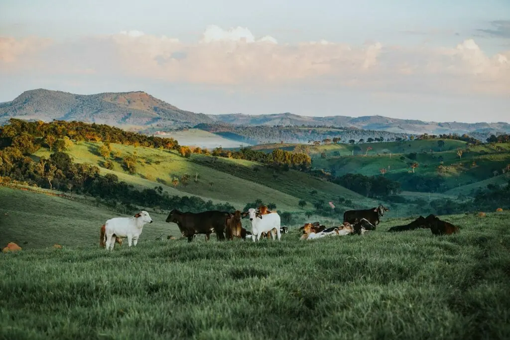 vacas cambio climatico flatulencias pedos