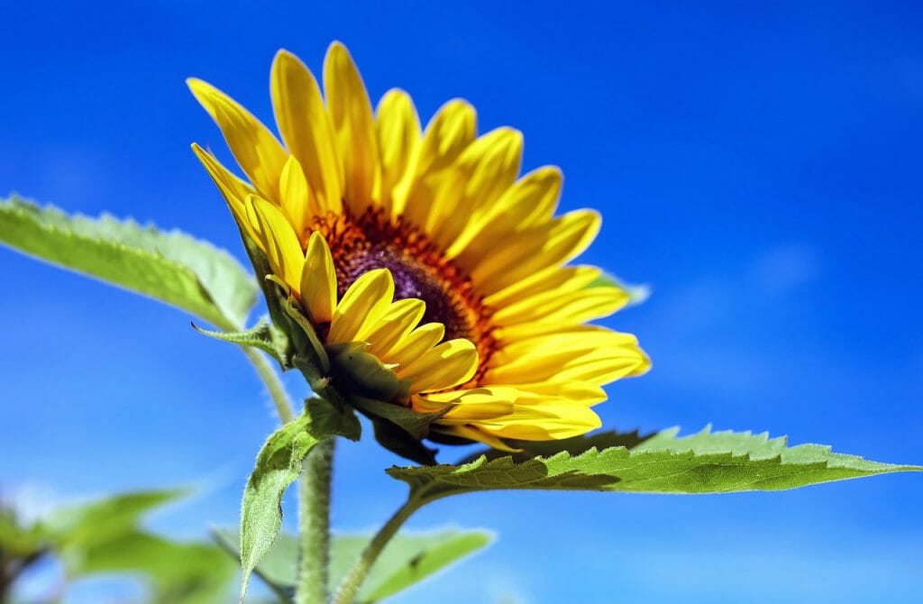 proque-girasol-movimiento-girar-sol