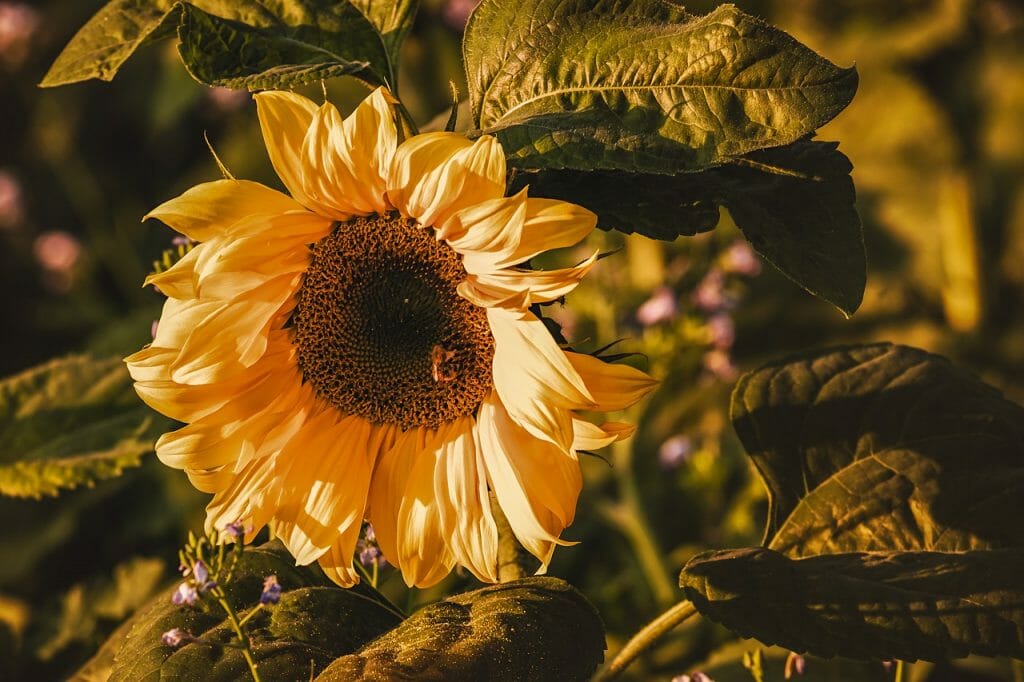 girasol-movimiento-madurez